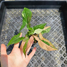 Load image into Gallery viewer, Syngonium Red Spot Tricolor, Exact Plant Variegated Ships Nationwide
