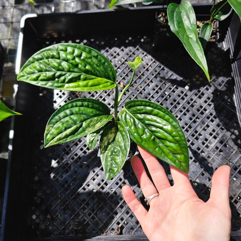 Monstera Peru 