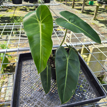 Load image into Gallery viewer, Philodendron Cordatum Kunth, Exact Plant
