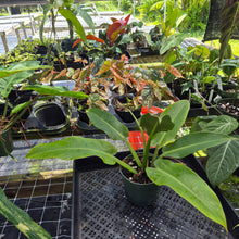 Load image into Gallery viewer, Philodendron Giant Orlando, Exact Plant Ships Nationwide

