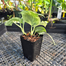 Load image into Gallery viewer, Scindapsus Peasun, Exact Plant Variegated Ships Nationwide
