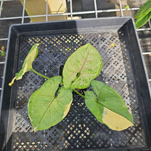 Load image into Gallery viewer, Syngonium Mango Allusion, Orm Thong, Exact Plant Variegated Ships Nationwide
