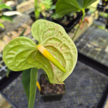 Load image into Gallery viewer, Anthurium Veronica, Green Speckled, Exact Plant

