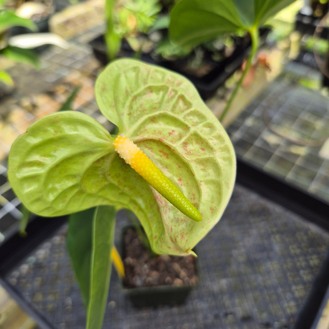 Anthurium Veronica, Green Speckled, Exact Plant