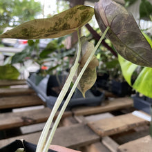 Load image into Gallery viewer, Alocasia Sedenii Aurea Variegated exact plant, Fedex 2day*
