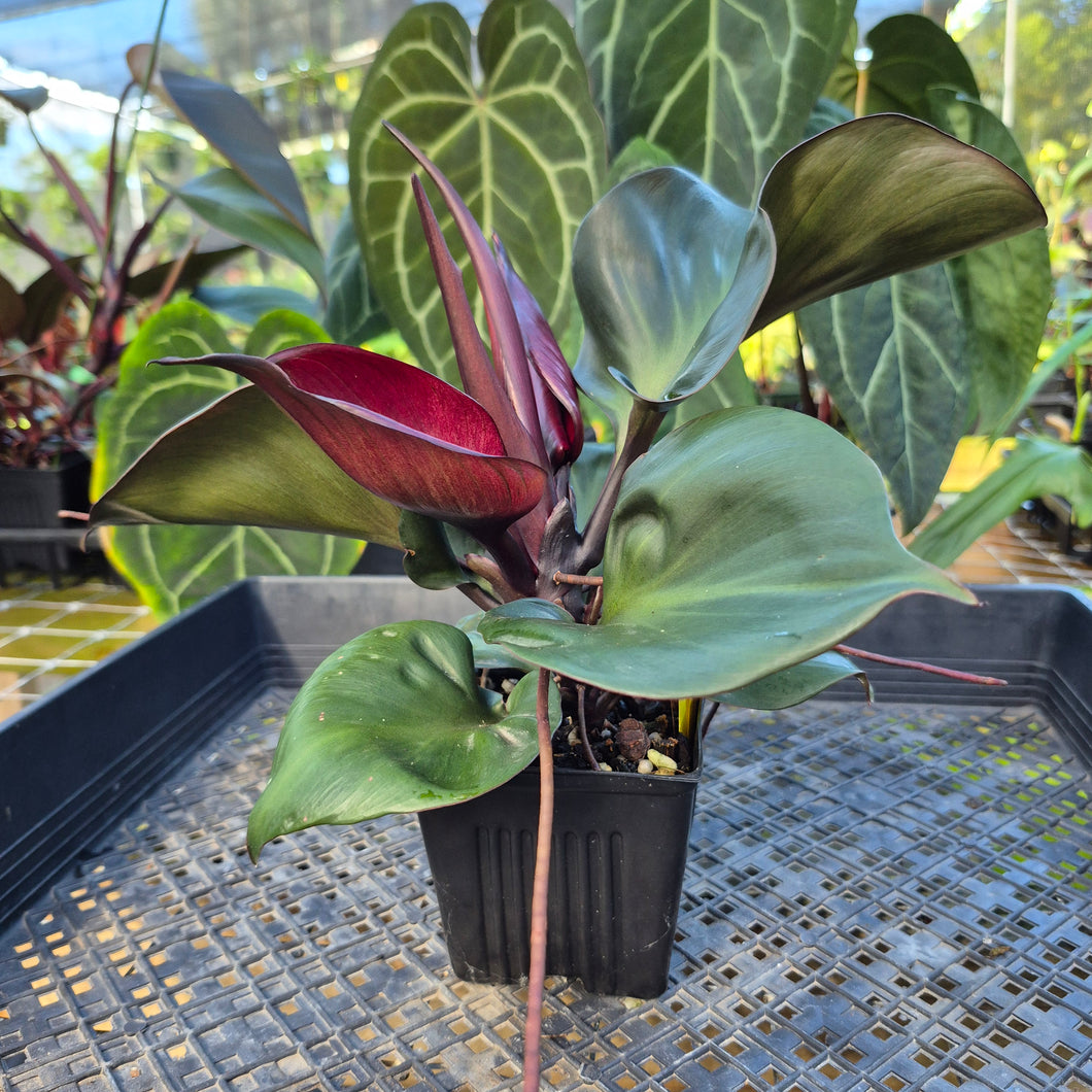 Philodendron Red Heart, Exact Plant Ships Nationwide