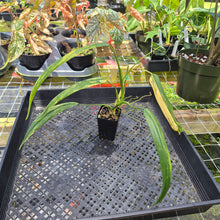 Load image into Gallery viewer, Philodendron Holtonianum Variegated, Exact Plant Ships Nationwide
