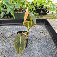 Load image into Gallery viewer, Philodendron Melanochrysum, Exact Plant Variegated Ships Nationwide
