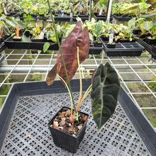 Load image into Gallery viewer, Alocasia Sedenii Aurea Variegated exact plant, Fedex 2day*
