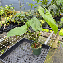 Load image into Gallery viewer, Anthurium Watermaliense exact plant, Fedex 2day*
