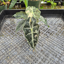 Load image into Gallery viewer, Alocasia polly snowflake pink variegated, Exact Plant Ships Nationwide.

