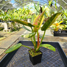 Load image into Gallery viewer, Philodendron Green Congo Nuclear, Exact Plant Variegated
