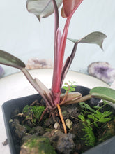 Load image into Gallery viewer, Red Anderson, Exact Plant, variegated Philodendron
