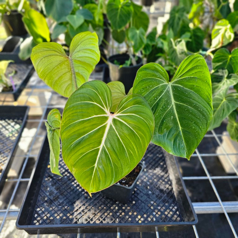 Philodendron Gloriosum, Pink Veined Back, Exact Plant Ships Nationwide