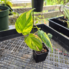 Load image into Gallery viewer, Philodendron Hederaceum Micans Aurea, Exact Plant Variegated Ships Nationwide

