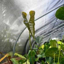 Load image into Gallery viewer, Anthurium Decipiens, Exact Plant Ships Nationwide
