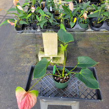 Load image into Gallery viewer, Anthurium Speckled Butterfly Shibori AFF, Exact Plant Variegated Ship Nationwide
