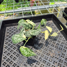Load image into Gallery viewer, Scindapsus Mayari Variegated exact plant, Fedex 2day*
