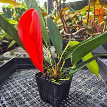 Load image into Gallery viewer, Anthurium Scherzerianum &quot;Pig Tail&quot;, Exact Plant Ships Nationwide
