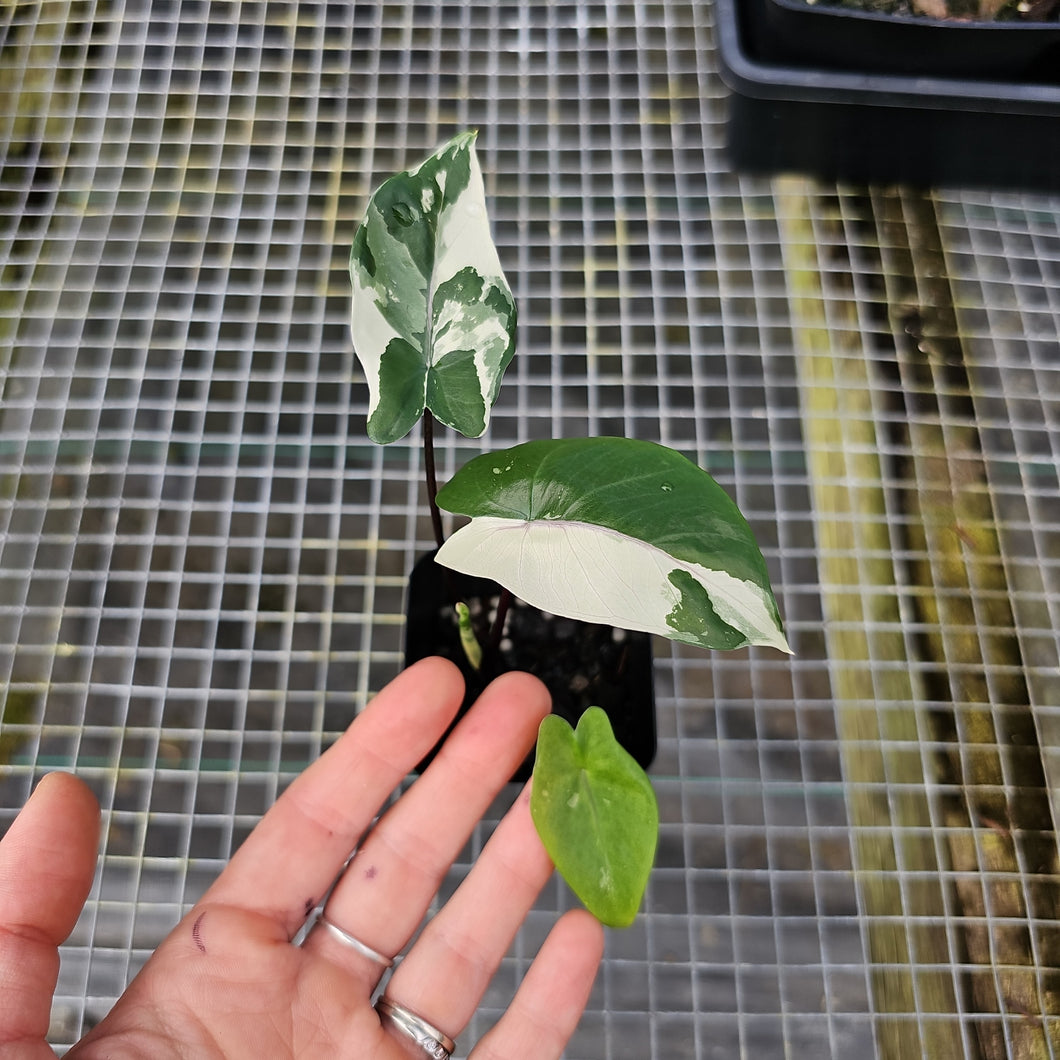 Alocasia Macrorhizza Black Stem, Exact Plant Variegated