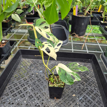 Load image into Gallery viewer, Monstera Adansonii Laniata Albo Variegated exact plant, Fedex 2day*
