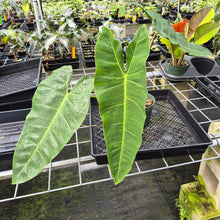Load image into Gallery viewer, Philodendron Maximum exact plant, Fedex 2day

