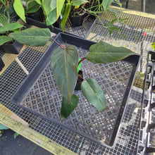 Load image into Gallery viewer, Philodendron Dark Lord, Exact Plant Ships Nationwide
