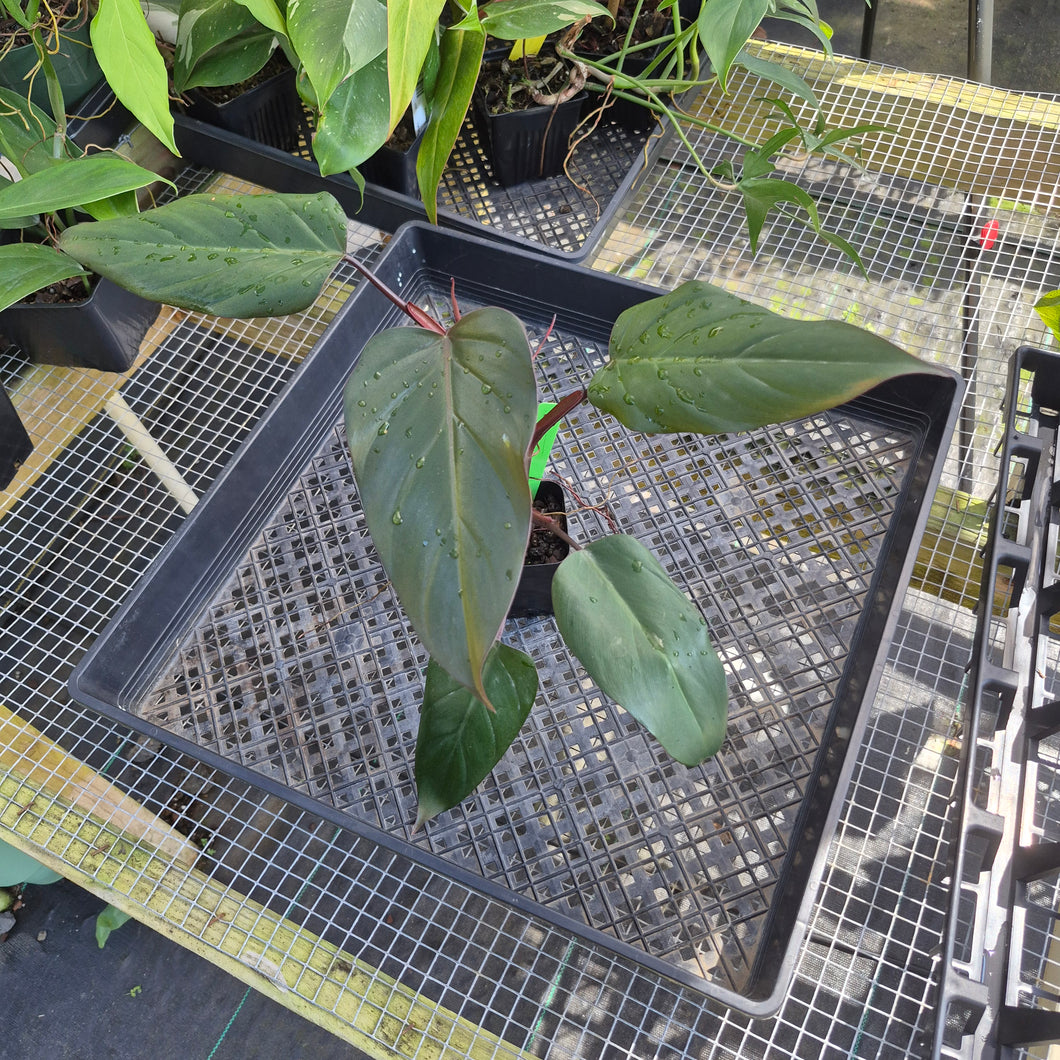 Philodendron Dark Lord, Exact Plant Ships Nationwide