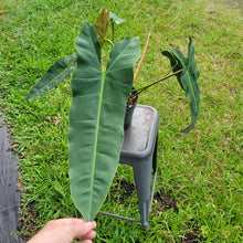 Load image into Gallery viewer, Philodendron Maximum , Exact Plant Ships Nationwide

