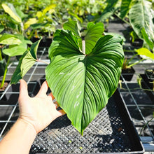 Load image into Gallery viewer, Philodendron Plowmanii, Exact Plant Ships Nationwide
