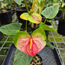 Load image into Gallery viewer, Anthurium Peppermint Splash, Shibori AFF, speckled , Exact Plant
