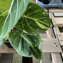 Load image into Gallery viewer, Philodendron Gloriosum variegated type 2, exact plant, Fedex 2day*
