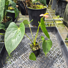 Load image into Gallery viewer, Anthurium Shibori Variegated exact plant, Fedex 2day*
