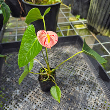 Load image into Gallery viewer, Anthurium Shibori Variegated exact plant, Fedex 2day*
