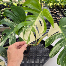 Load image into Gallery viewer, Monstera Borsigiana Albo Deliciosa, Exact Plant Variegated Ships Nationwide
