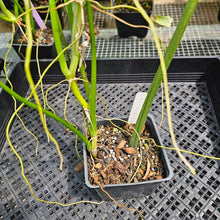 Load image into Gallery viewer, Philodendron Holtonianum, Exact Plant Ships Nationwide
