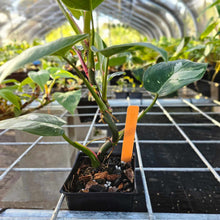 Load image into Gallery viewer, Philodendron White Princess, Exact Plant Variegated Ships Nationwide
