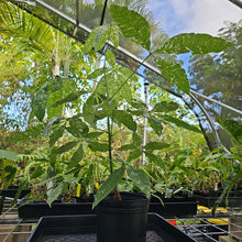 Load image into Gallery viewer, Pachira Aquatica Money Tree, Exact Plant Variegated Ships Nationwide
