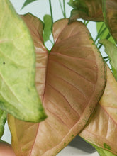 Load image into Gallery viewer, Regina Red, Exact Plant, triple plant pot, variegated Syngonium
