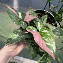 Load image into Gallery viewer, Syngonium Red Spot Tricolor Variegated exact plant, Fedex 2day
