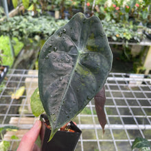 Load image into Gallery viewer, Alocasia Longiloba Suhirmaniana aurea Variegated 2.5" pot, Fedex 2day*
