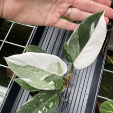 Load image into Gallery viewer, Philodendron White Princess Variegated exact plant, Fedex 2day*
