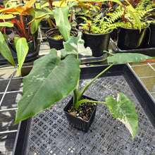 Load image into Gallery viewer, Alocasia Odora, Okinawa Silver, Exact Plant Variegated Ships Nationwide
