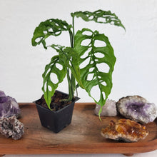 Load image into Gallery viewer, Monstera Obliqua Peru, Exact Plant Ships Nationwide
