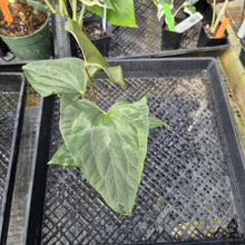 Load image into Gallery viewer, Anthurium Papillilaminum Fort Sherman, Exact Plant Ships Nationwide
