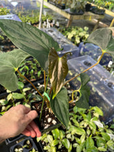 Load image into Gallery viewer, Anthurium Papillilaminum Fort Sherman 4" pot, Fedex 2day*
