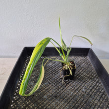 Load image into Gallery viewer, Philodendron Holtonianum Variegated exact plant, Fedex 2day*
