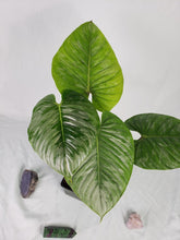 Load image into Gallery viewer, Sodiroi, Exact Plant, Philodendron
