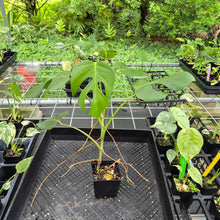 Load image into Gallery viewer, Monstera Sierrana Hawaii Clone, Exact Plant Ships Nationwide
