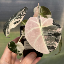 Load image into Gallery viewer, Alocasia Black Velvet Pink variegated exact plant, Fedex 2day*
